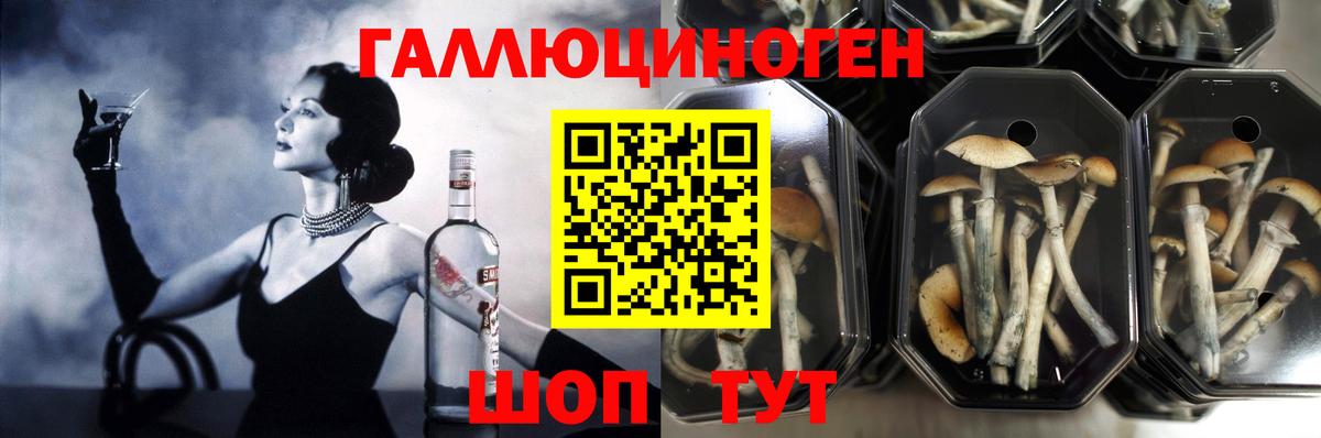 Галлюциногенные грибы GOLDEN TEACHER  Вход с VPN  что такое наркотик  Королёв  Псилоцибиновые грибы ЛСД 